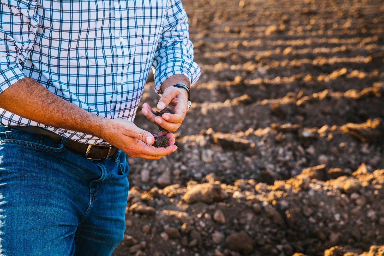 Grower inspecting a crop in his field on the Central Coast