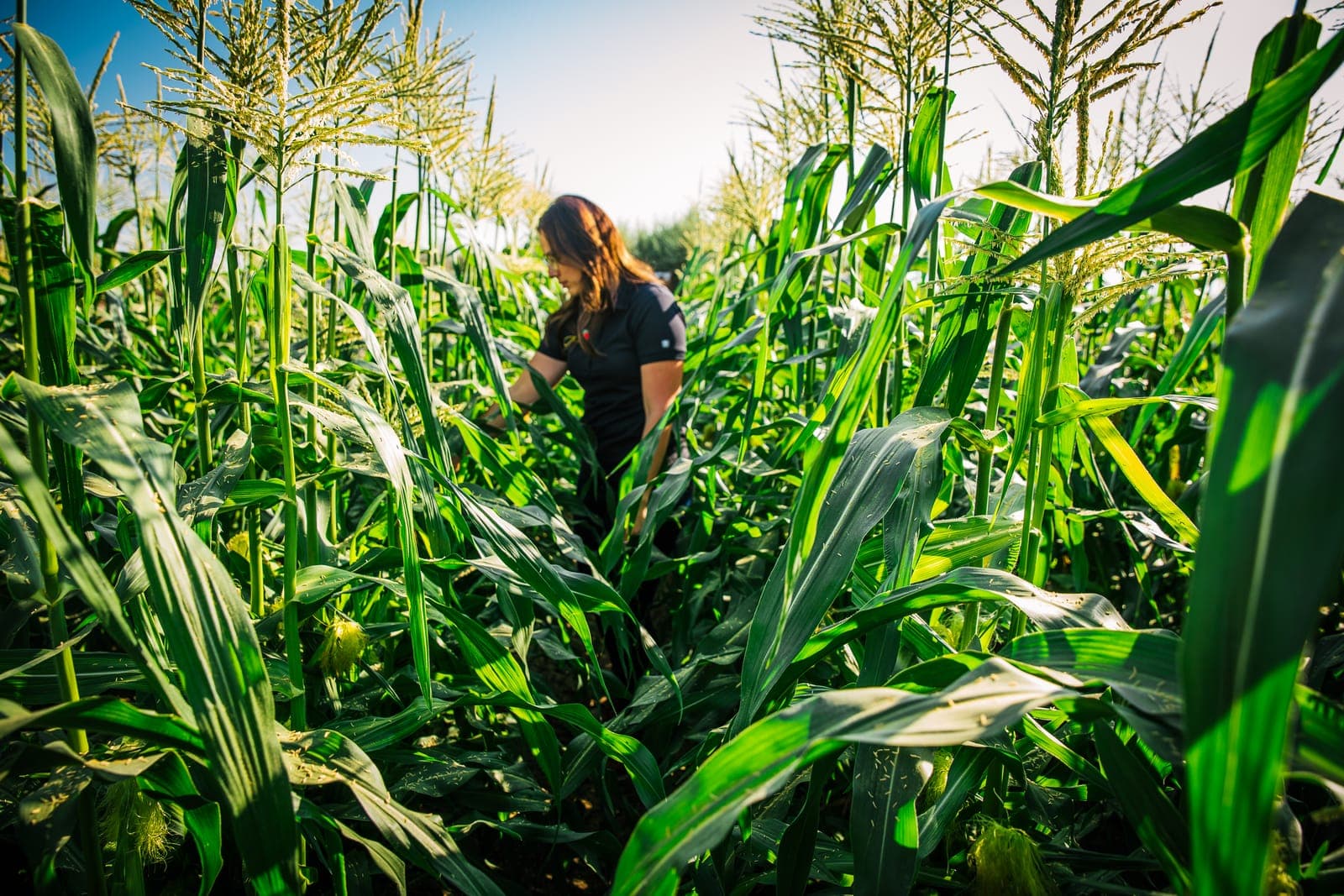 Workers among tall crop rows on a Central Coast farm