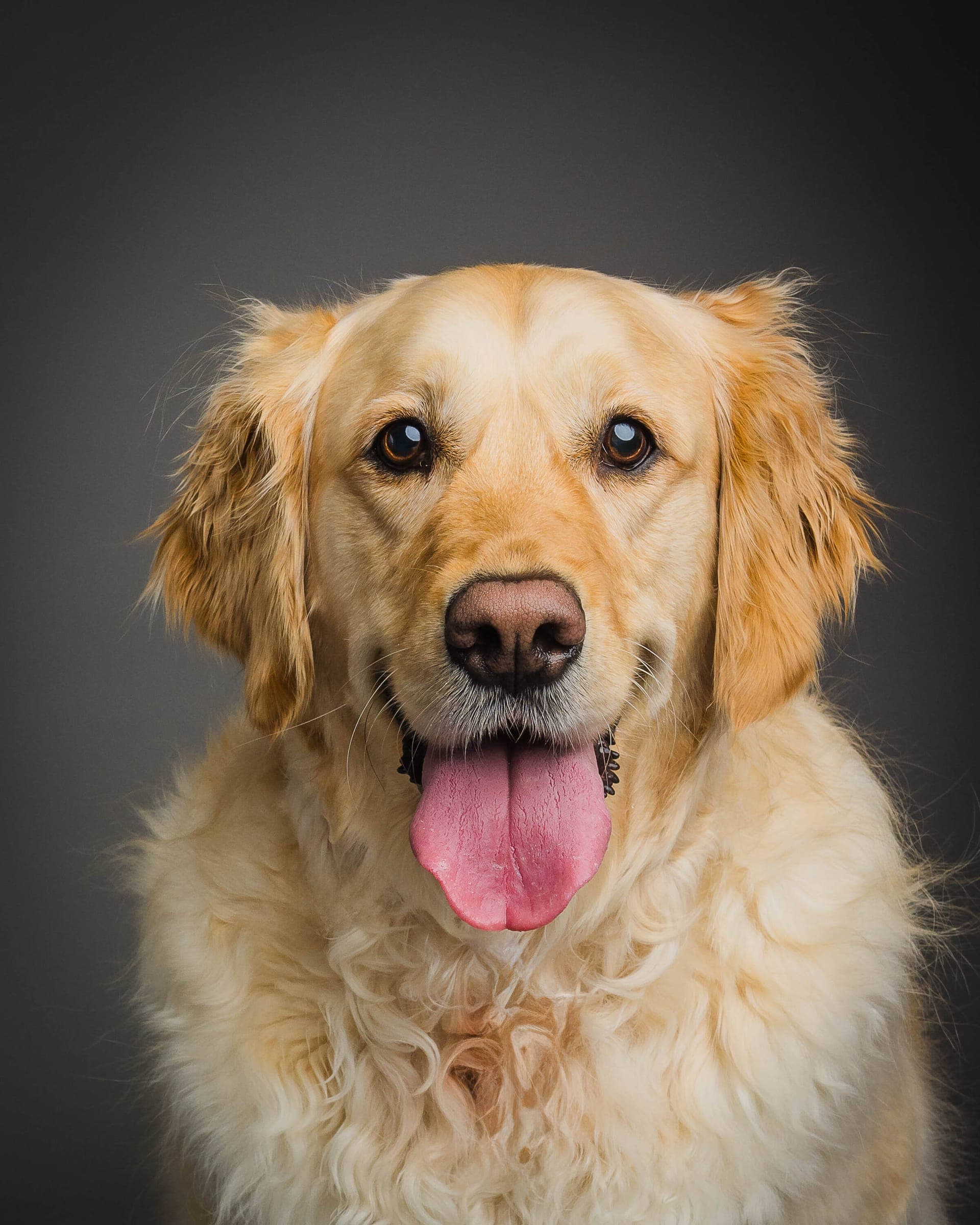 Beautiful pet portrait of a dog on the Central Coast by Amy Marlan Photography