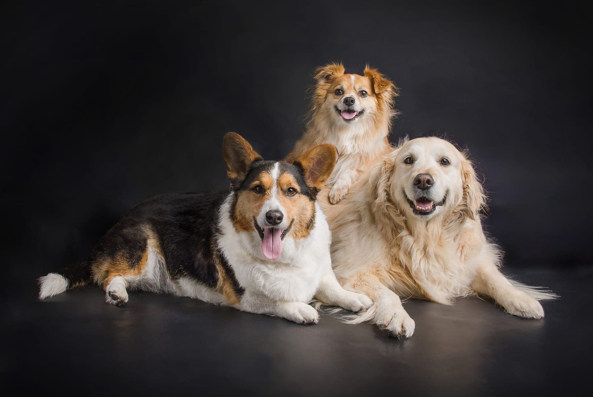 Dog portrait captured on the Central Coast