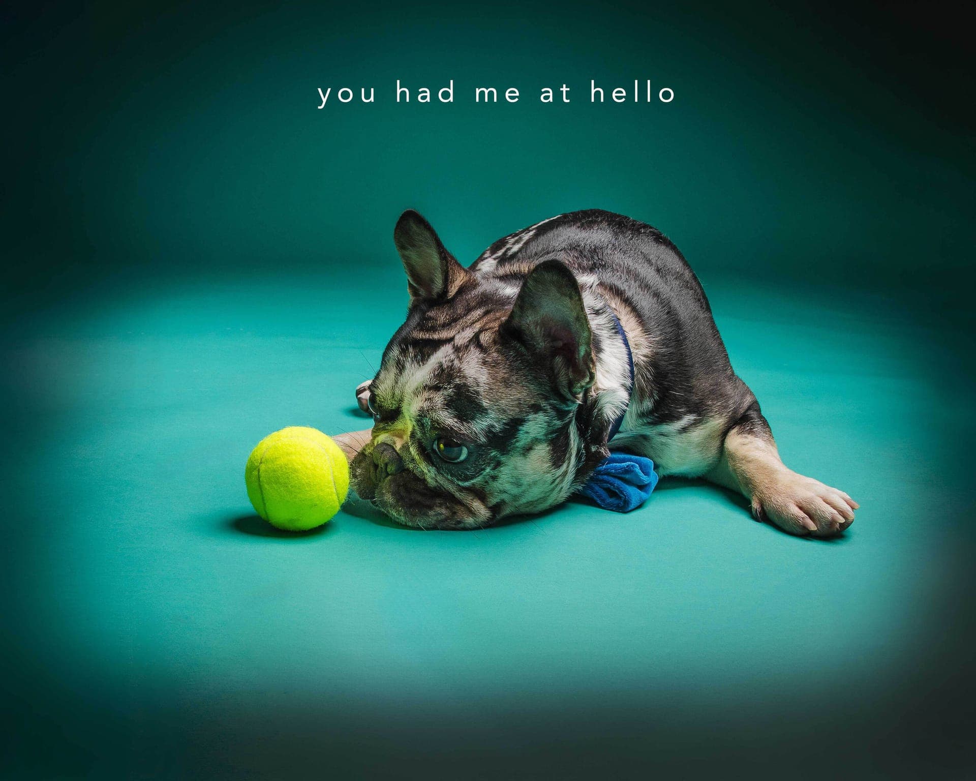 Beautiful pet photography session in natural light