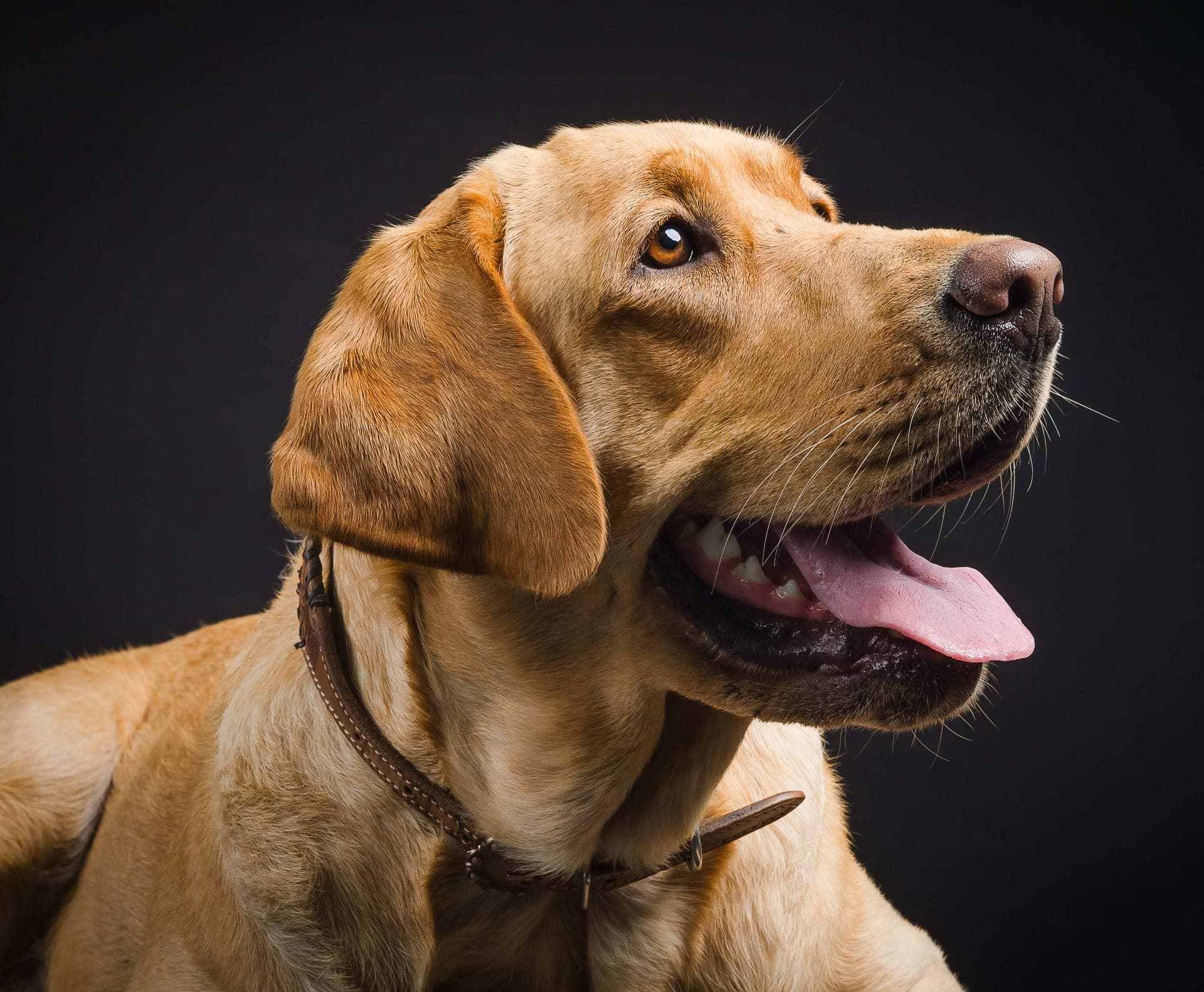 Playful pet portrait showcasing personality
