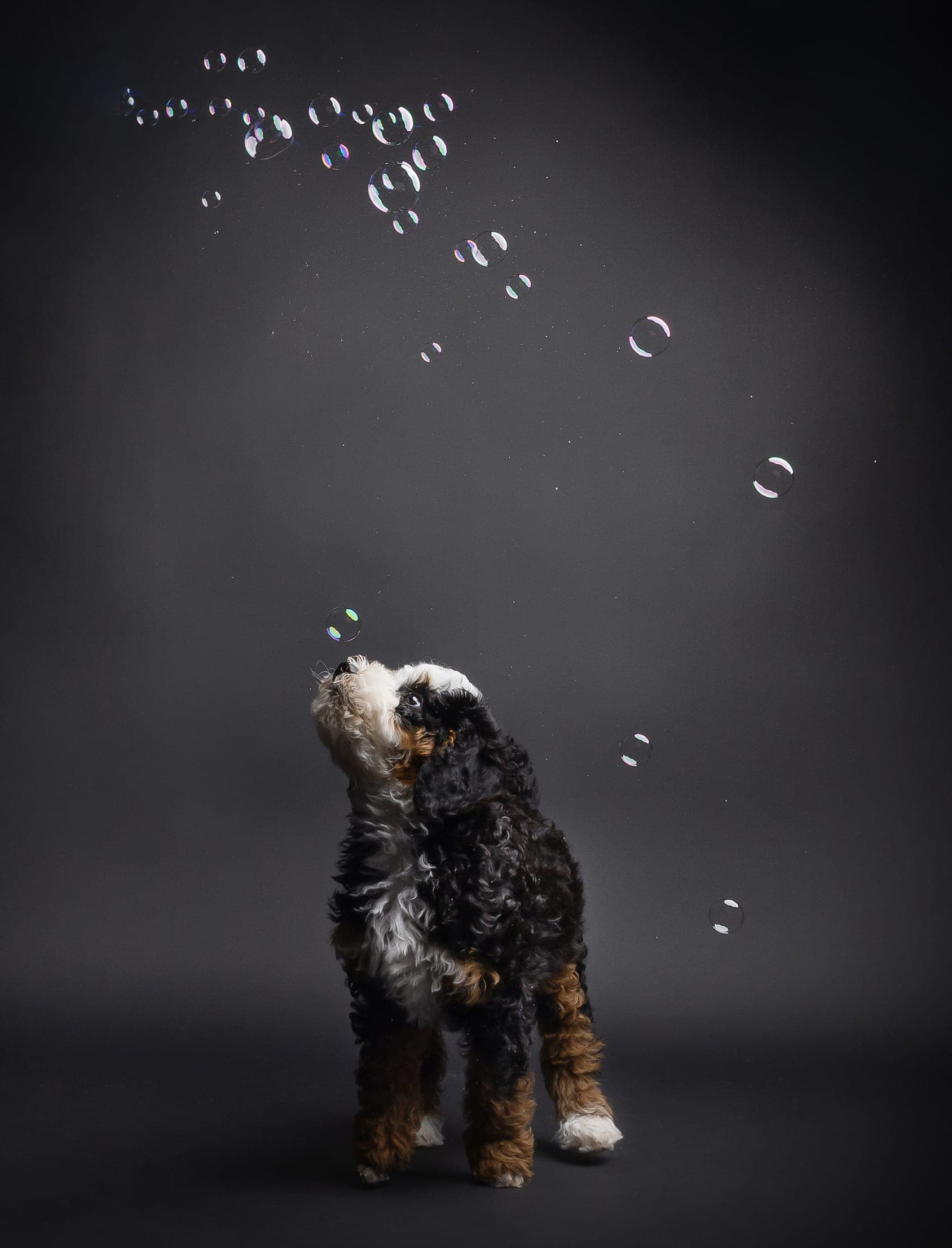 Studio pet portrait with professional lighting