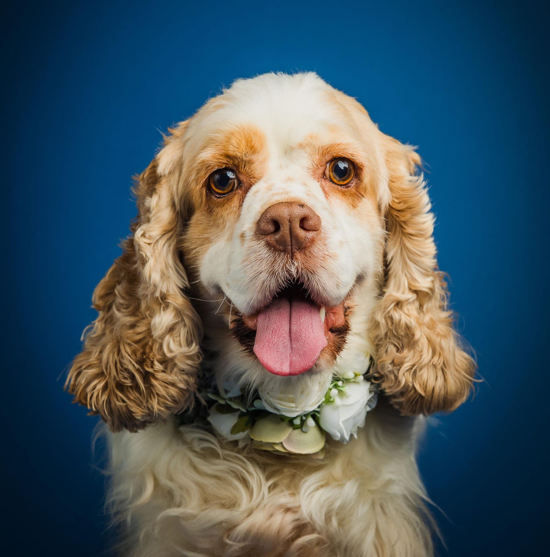 Heartfelt pet portrait capturing the bond between pet and owner