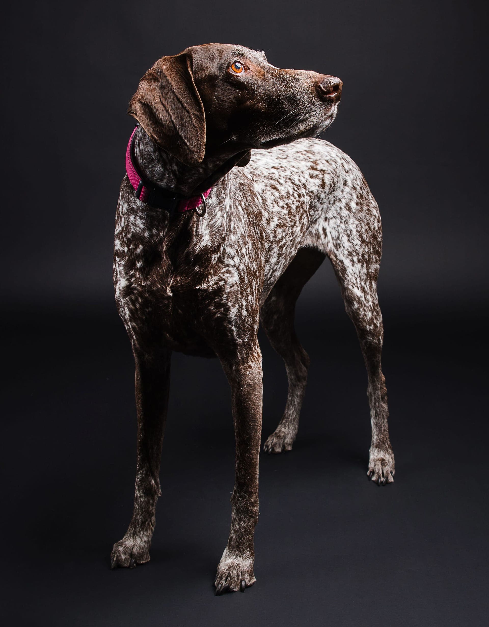German shorthaired pointer in a pink collar standing on a black studio backdrop, head turned toward the light during a Central Coast pet portrait session