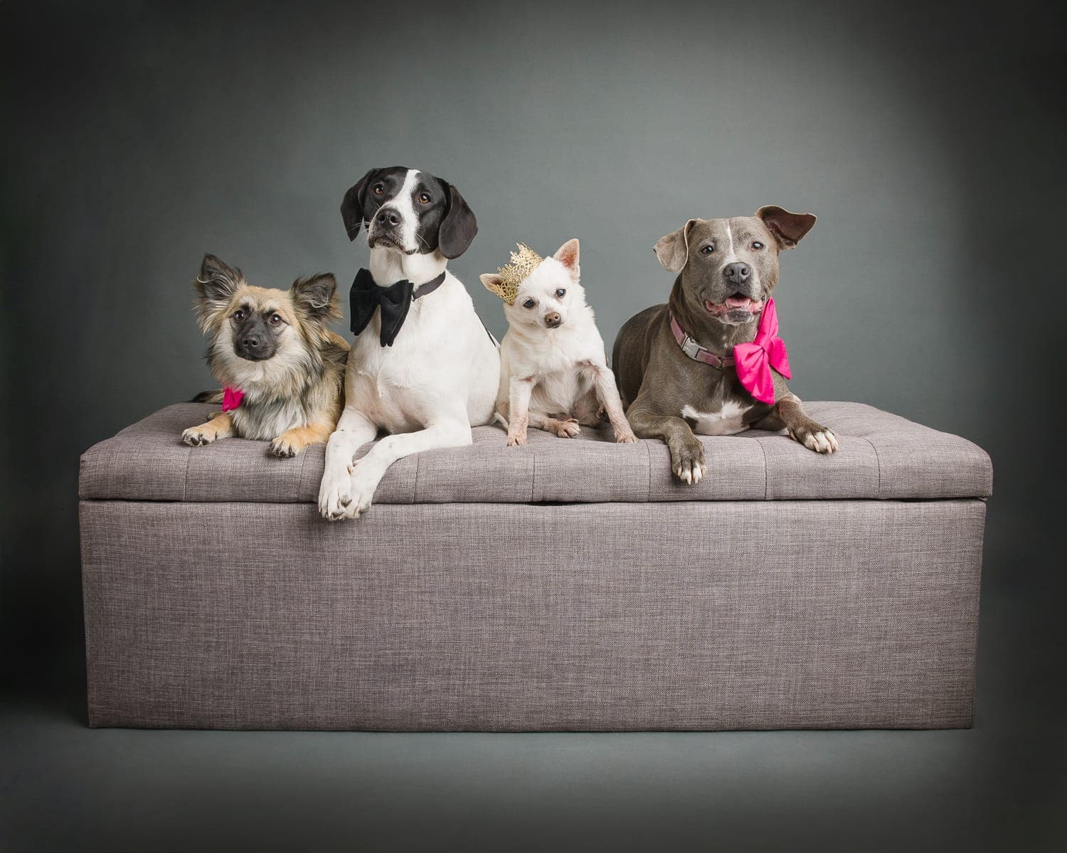Four dogs dressed in a bow tie, pink bows, and a tiny gold crown sitting together on an upholstered bench during a studio pet portrait session